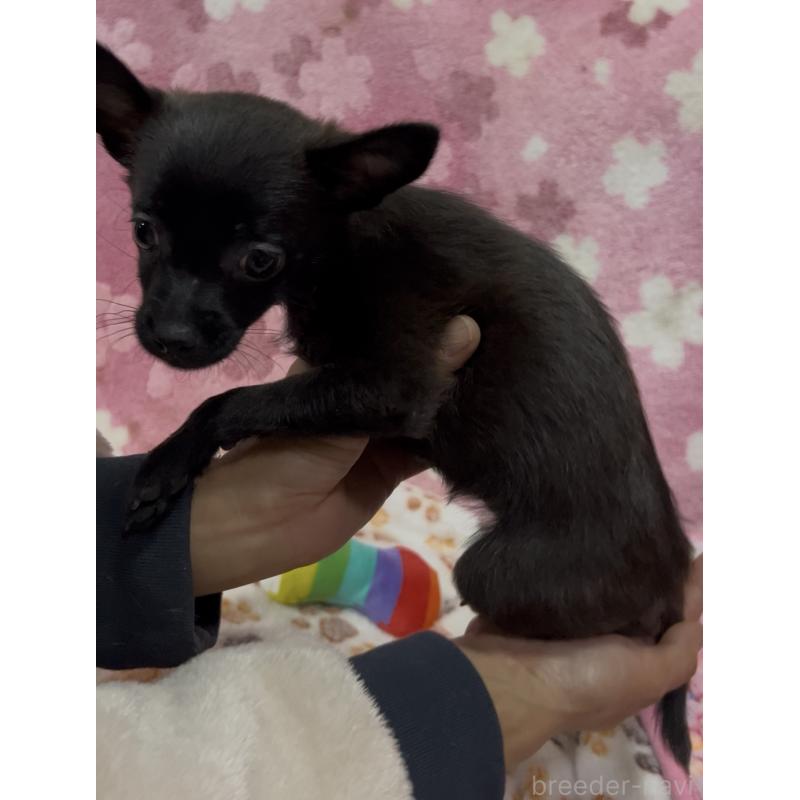 販売中の茨城県のミックス犬-424551の3枚目