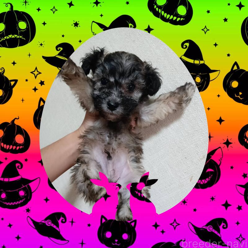 販売中の三重県のビションプー:ビションフリーゼ×トイプードル-424553の1枚目