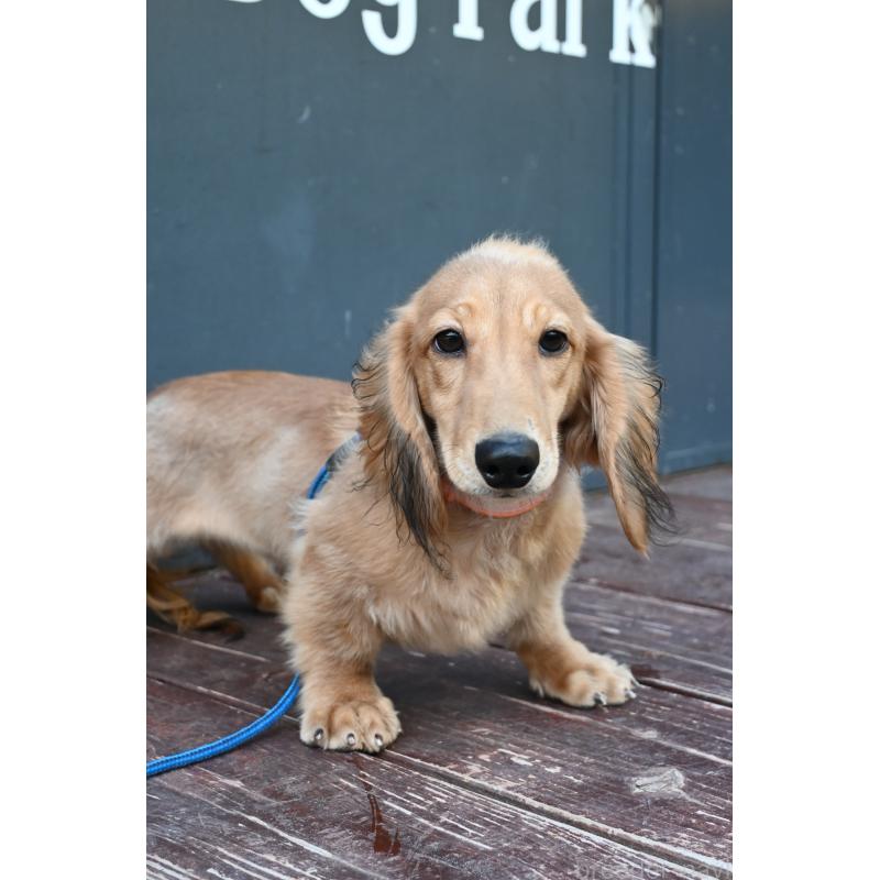 成約済の山口県のミニチュアダックスフンド(ロングヘアード)-400665の5枚目