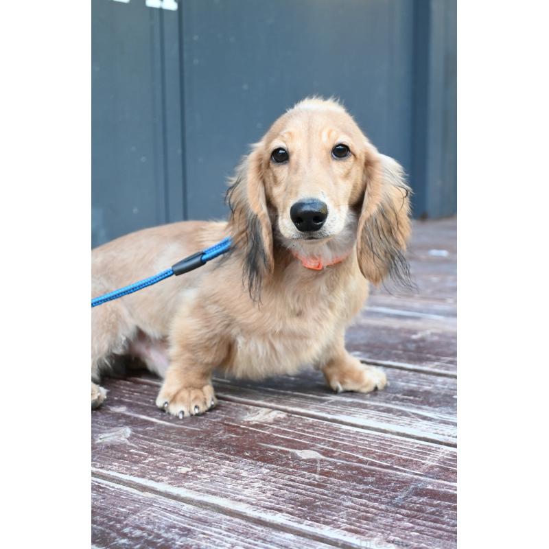 成約済の山口県のミニチュアダックスフンド(ロングヘアード)-400665の4枚目