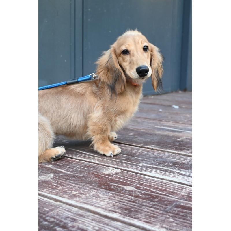 成約済の山口県のミニチュアダックスフンド(ロングヘアード)-400665の3枚目