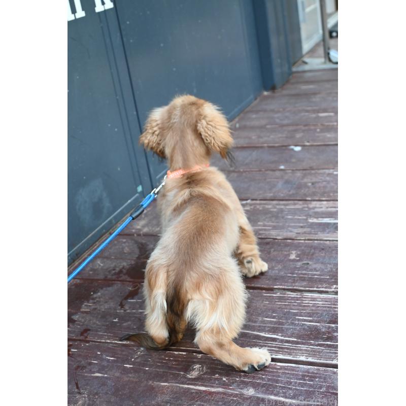 成約済の山口県のミニチュアダックスフンド(ロングヘアード)-400665の2枚目