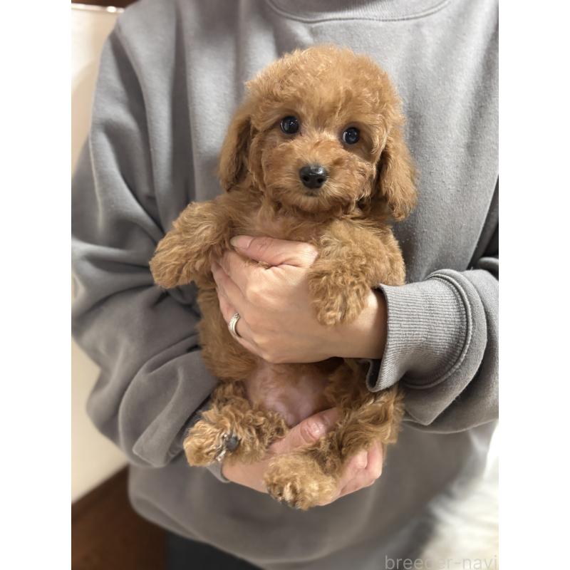 販売中の茨城県のタイニープードル-424355の5枚目