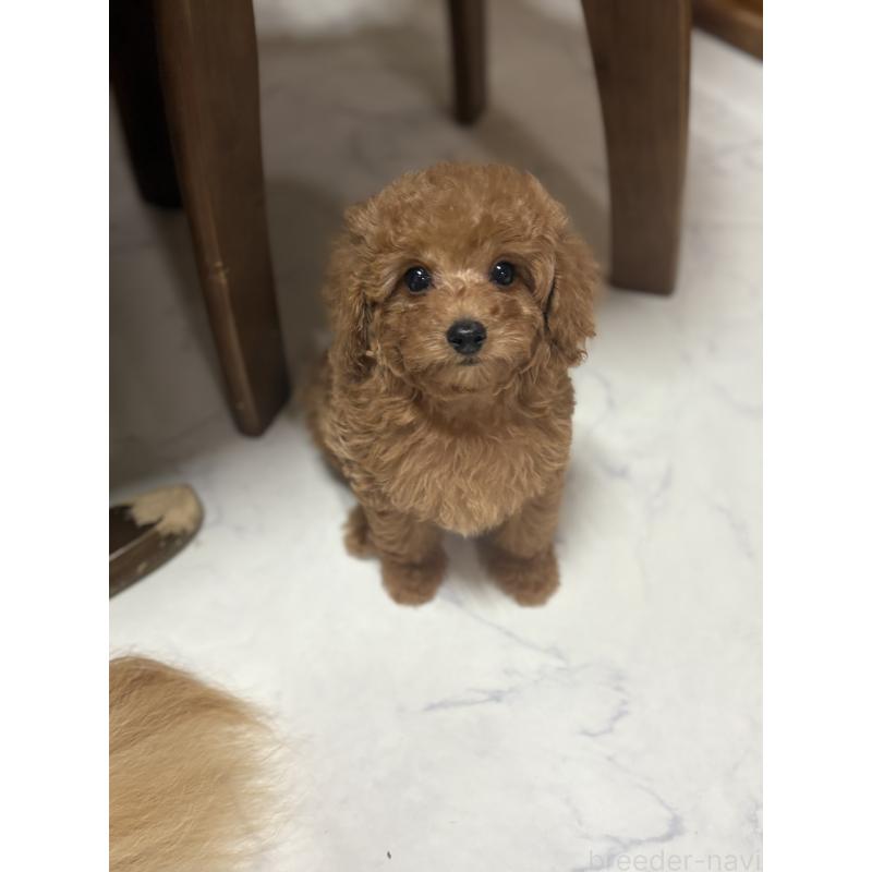 販売中の茨城県のタイニープードル-424355の4枚目