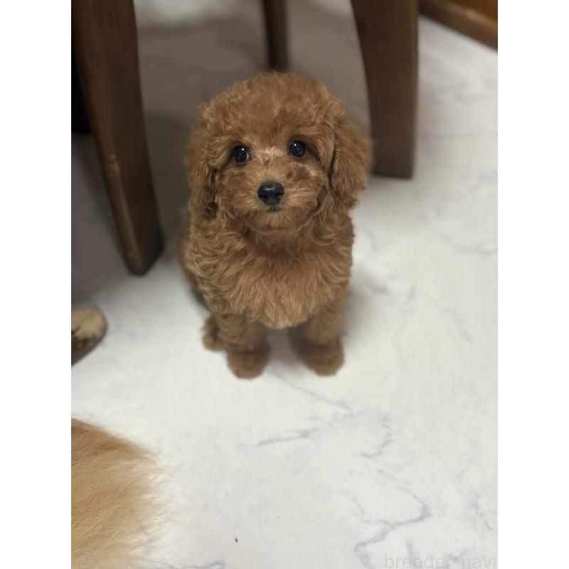 販売中の茨城県のタイニープードル-424355の3枚目