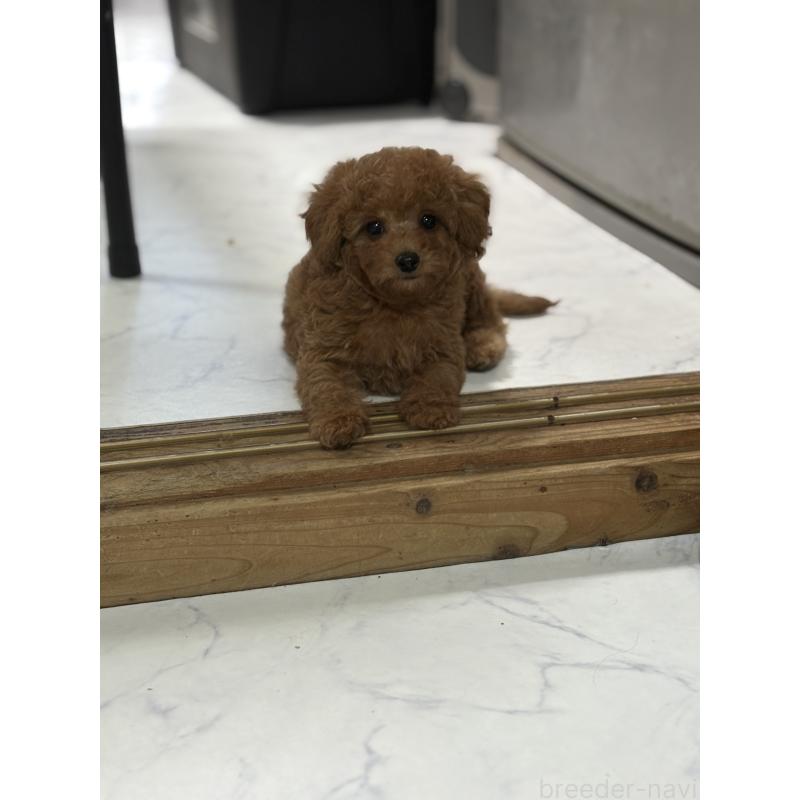 販売中の茨城県のタイニープードル-424355の2枚目