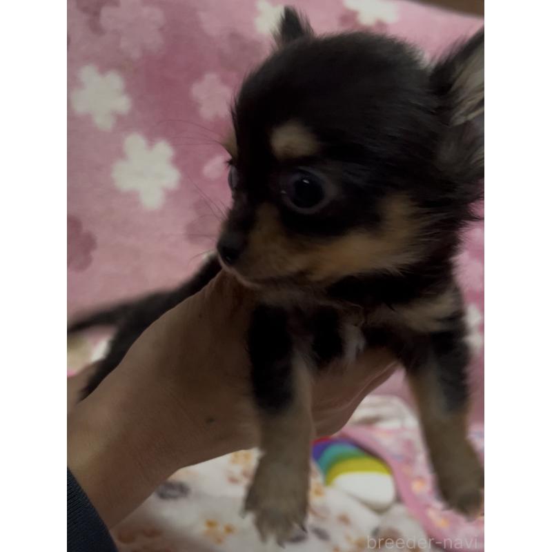 販売中の茨城県のミックス犬-424356の7枚目