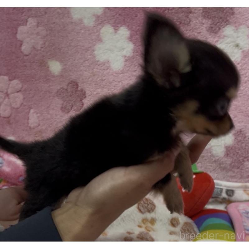 販売中の茨城県のミックス犬-424356の6枚目