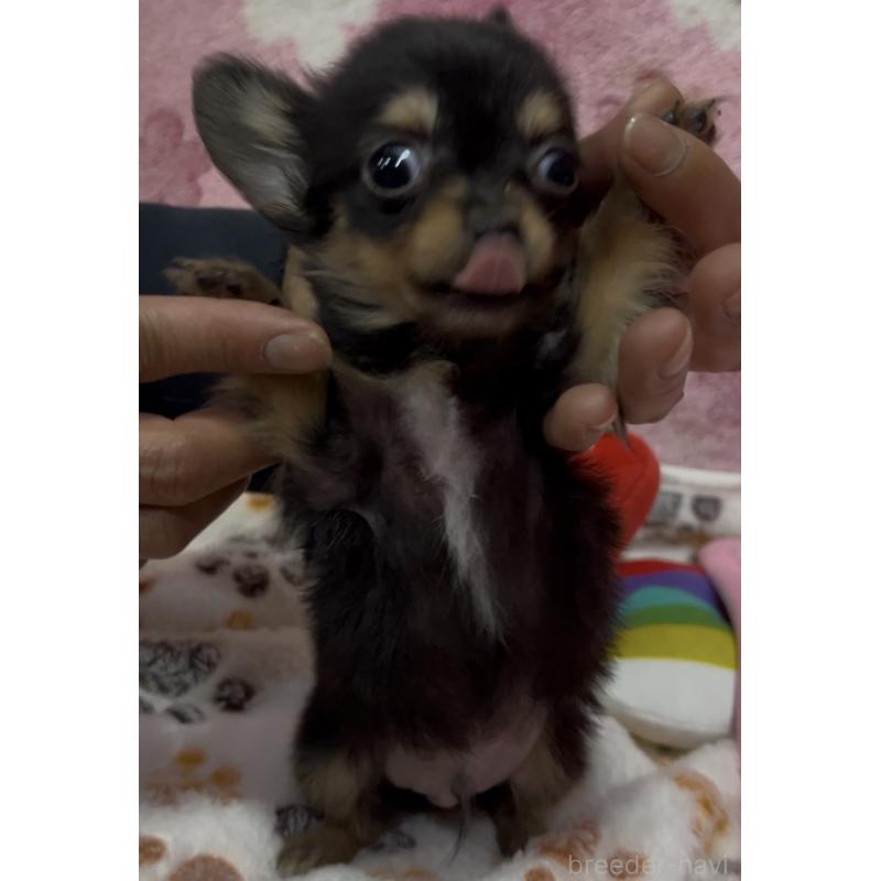 販売中の茨城県のミックス犬-424356の5枚目