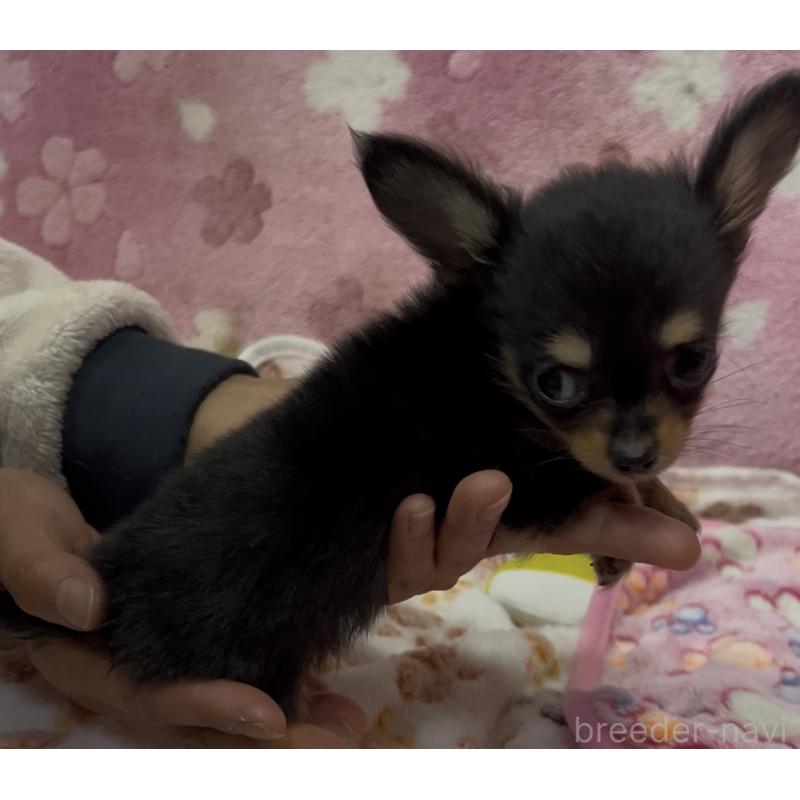 販売中の茨城県のミックス犬-424356の4枚目