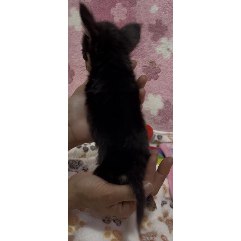 販売中の茨城県のミックス犬-424356の3枚目