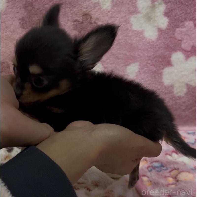 販売中の茨城県のミックス犬-424356の2枚目