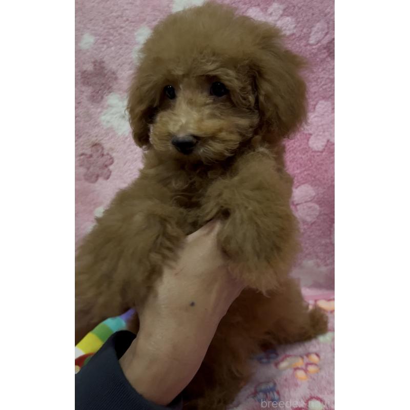 販売中の茨城県のタイニープードル-424357の5枚目