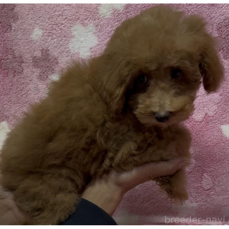 販売中の茨城県のタイニープードル-424357の4枚目