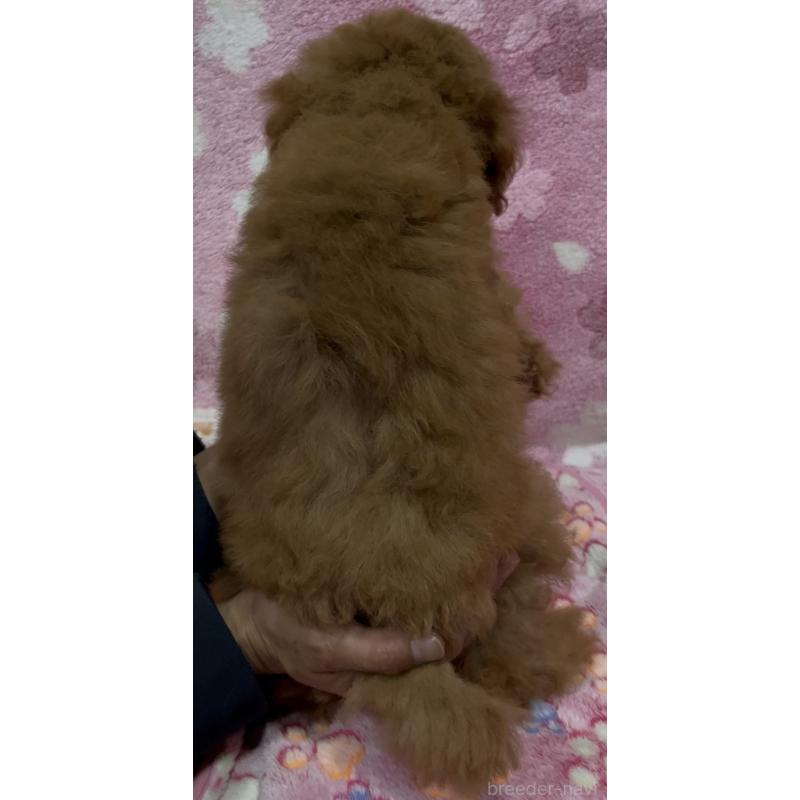 販売中の茨城県のタイニープードル-424357の3枚目