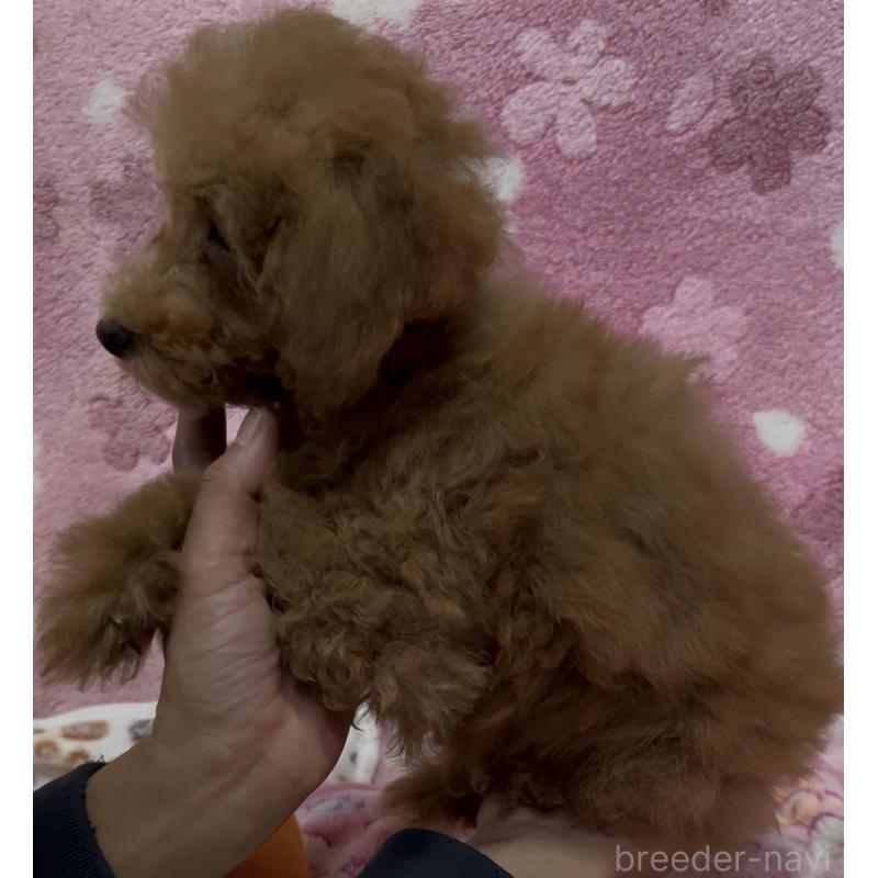 販売中の茨城県のタイニープードル-424357の2枚目