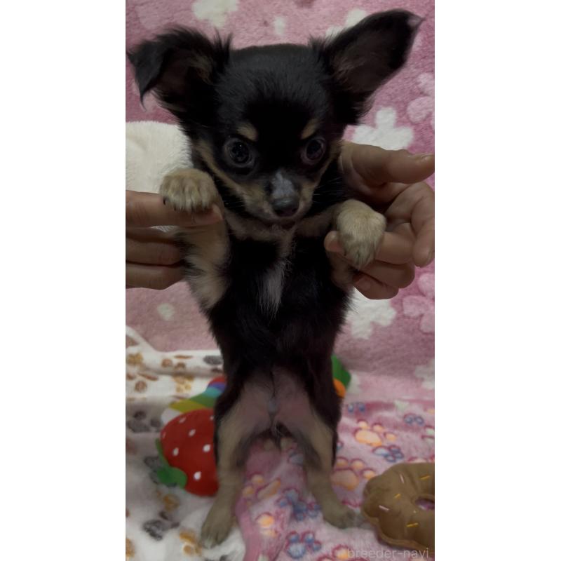 販売中の茨城県のチワワ(ロングコート)-424358の4枚目