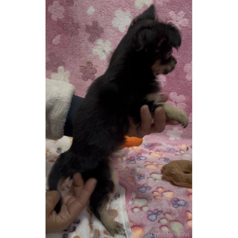 販売中の茨城県のチワワ(ロングコート)-424358の5枚目