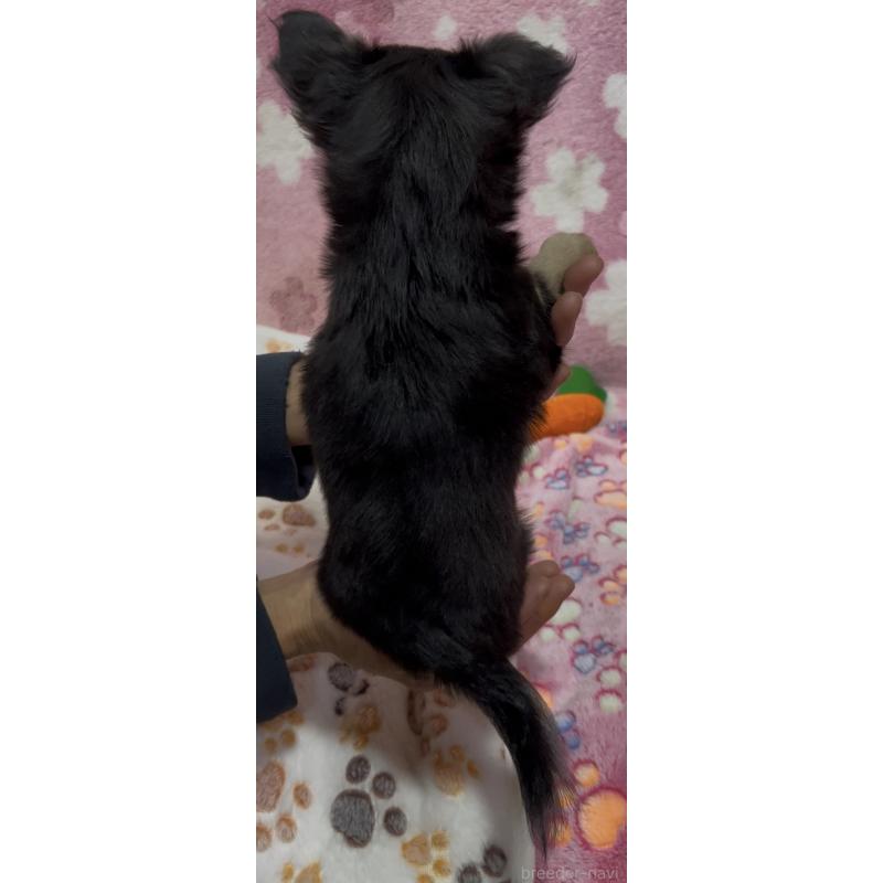 販売中の茨城県のチワワ(ロングコート)-424358の3枚目