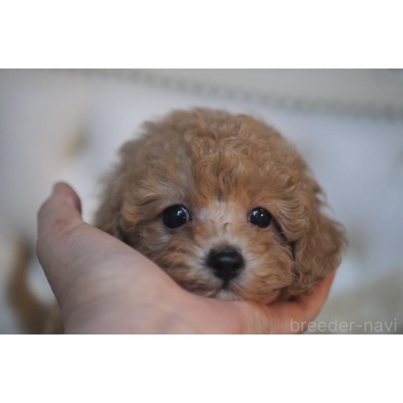 成約済の香川県のトイプードル-421873の3枚目