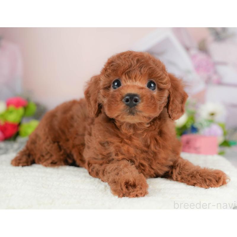 販売中の栃木県のトイプードル-424360