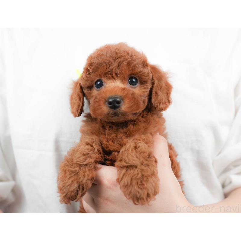 販売中の栃木県のトイプードル-424360の8枚目