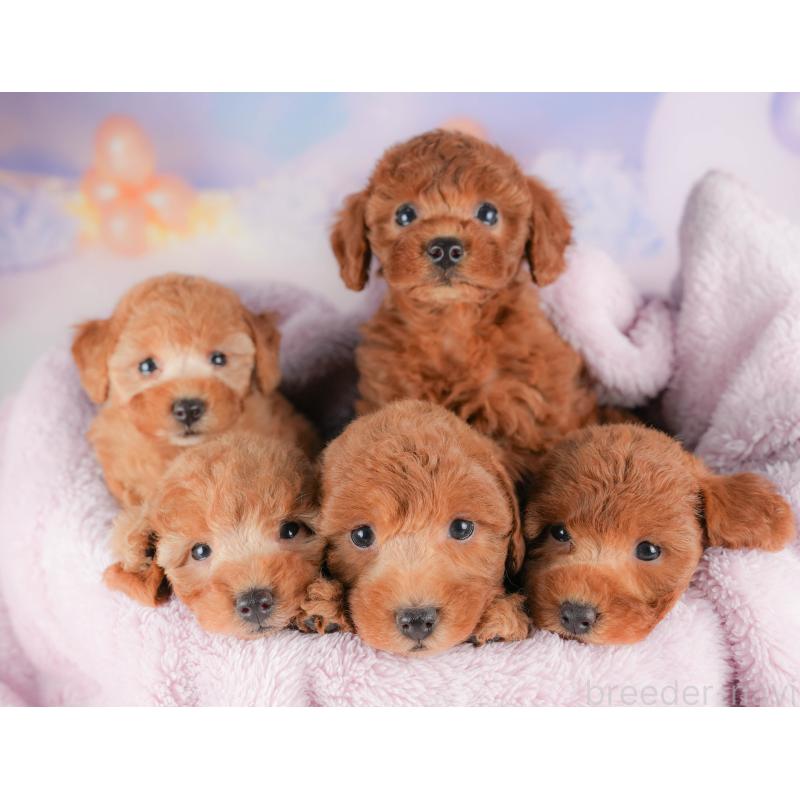 販売中の栃木県のトイプードル-424360の7枚目