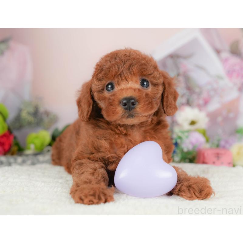 販売中の栃木県のトイプードル-424360の5枚目