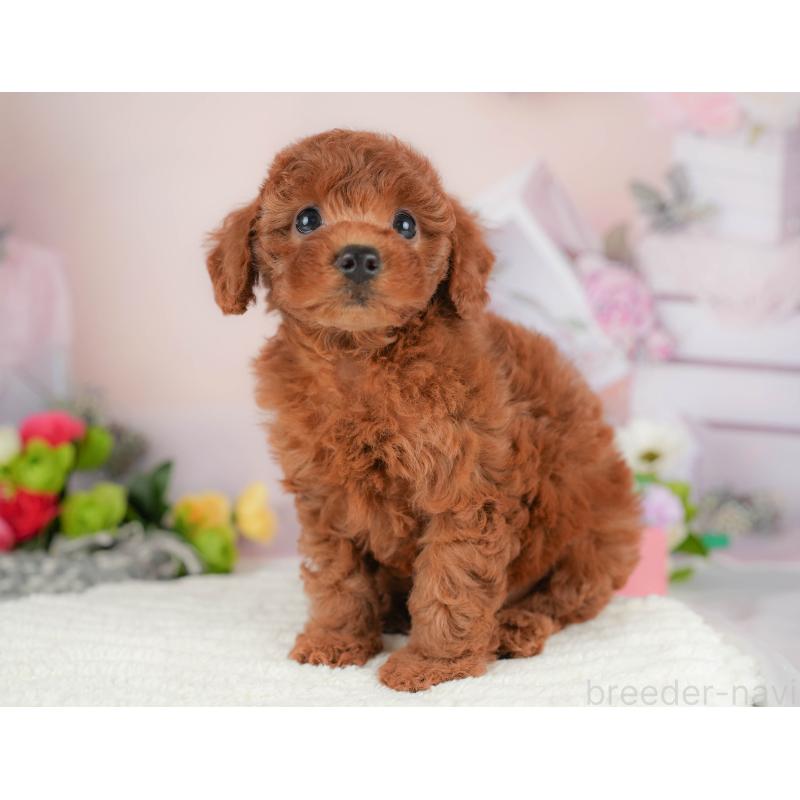 販売中の栃木県のトイプードル-424360の4枚目