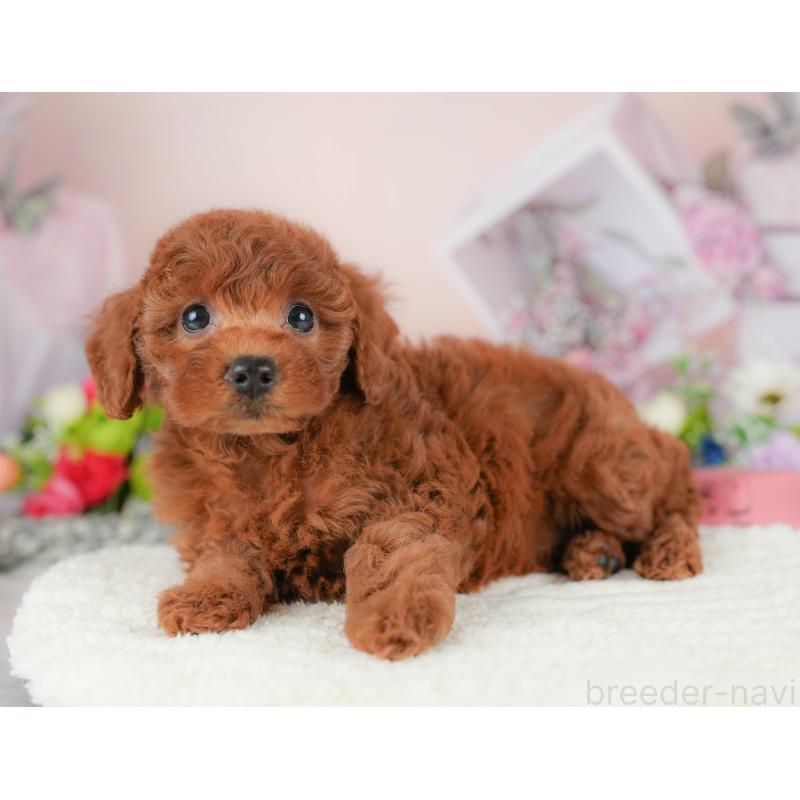 販売中の栃木県のトイプードル-424360の3枚目