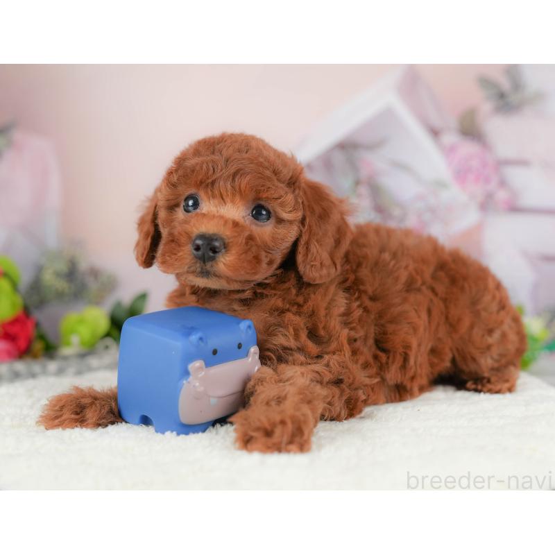 販売中の栃木県のトイプードル-424360の2枚目