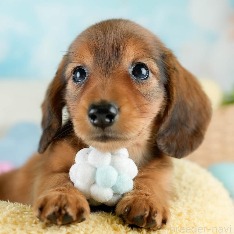 販売中ののミニチュアダックスフンド(ロングヘアード)-424361