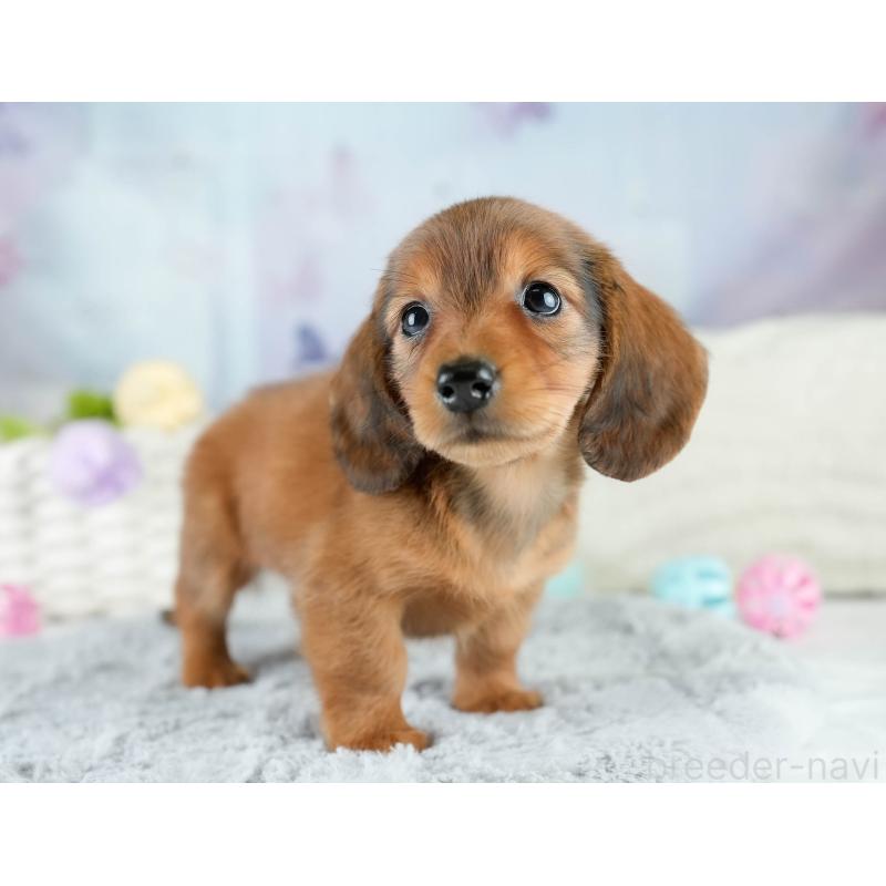 販売中の栃木県のミニチュアダックスフンド(ロングヘアード)-424361の9枚目