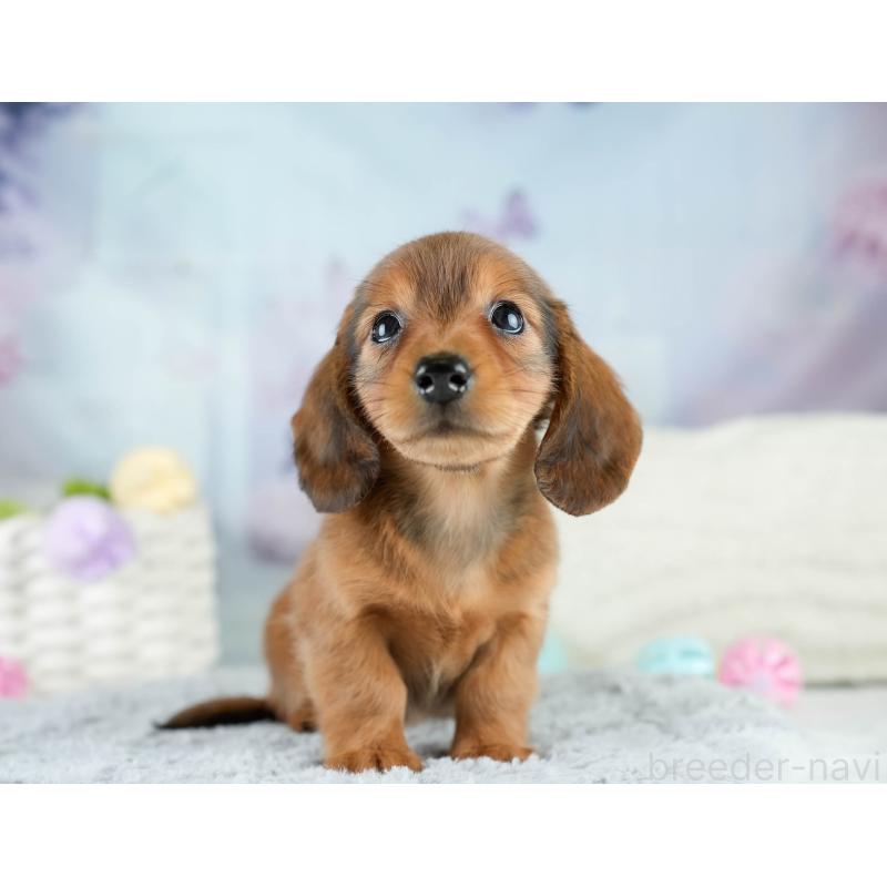 販売中の栃木県のミニチュアダックスフンド(ロングヘアード)-424361の8枚目