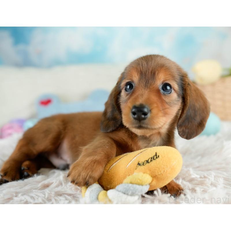 販売中の栃木県のミニチュアダックスフンド(ロングヘアード)-424361の7枚目