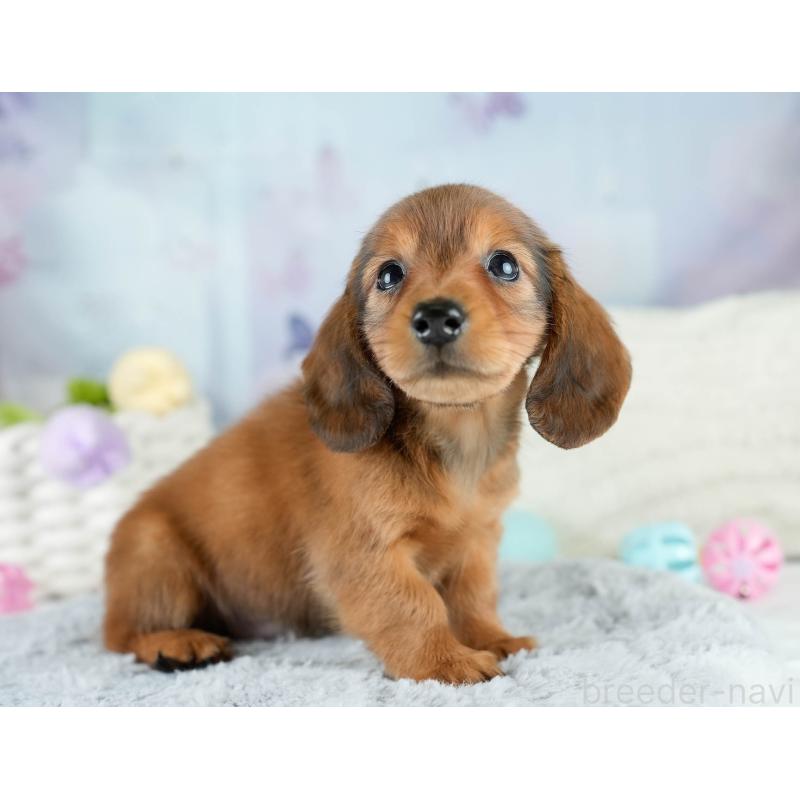 販売中の栃木県のミニチュアダックスフンド(ロングヘアード)-424361の6枚目