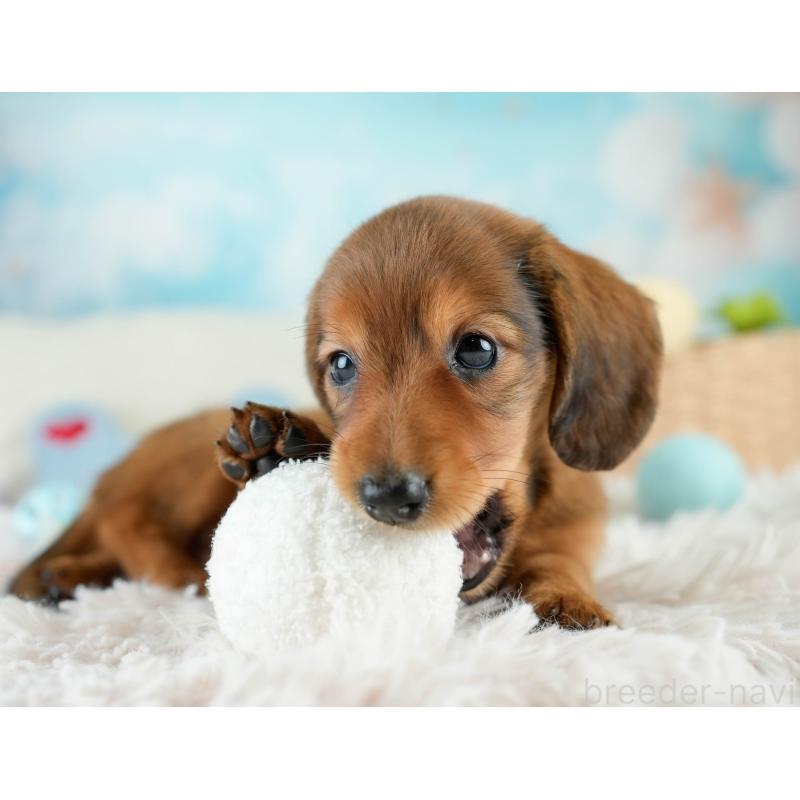 販売中の栃木県のミニチュアダックスフンド(ロングヘアード)-424361の5枚目