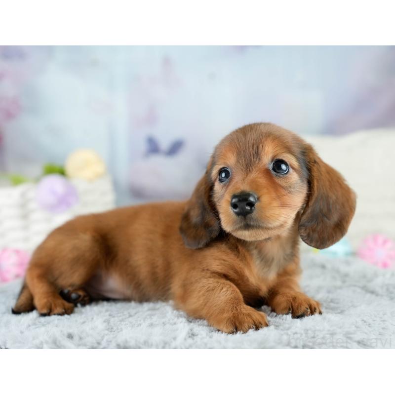 販売中の栃木県のミニチュアダックスフンド(ロングヘアード)-424361の4枚目