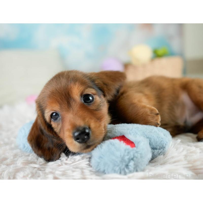 販売中の栃木県のミニチュアダックスフンド(ロングヘアード)-424361の3枚目