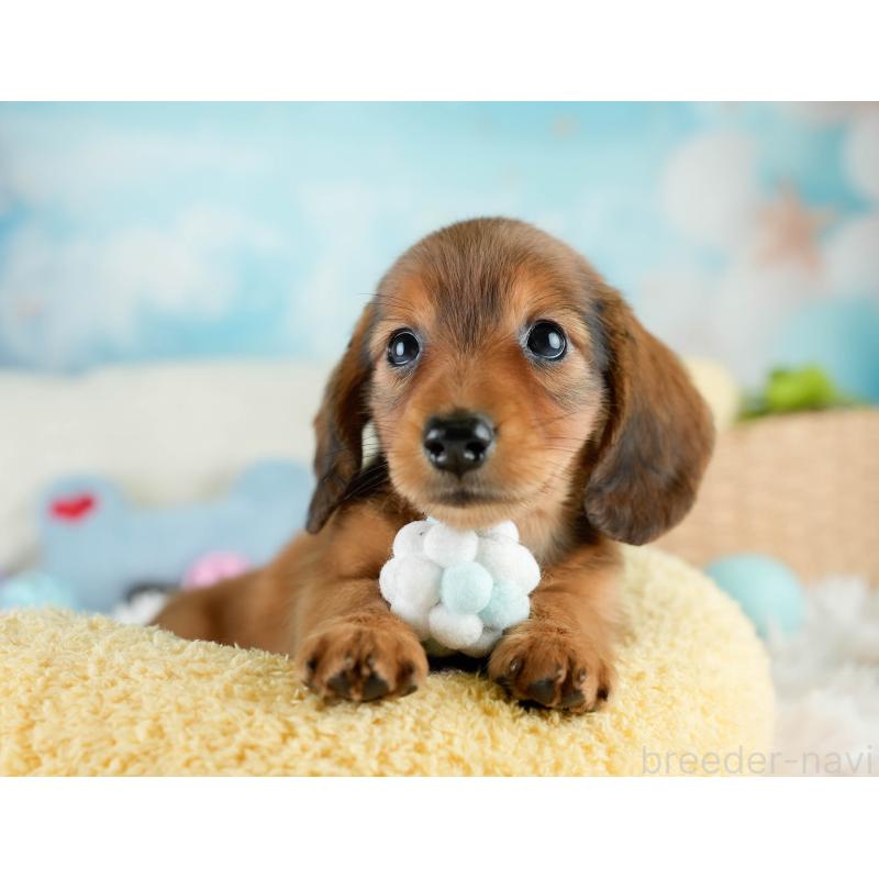 販売中の栃木県のミニチュアダックスフンド(ロングヘアード)-424361の2枚目