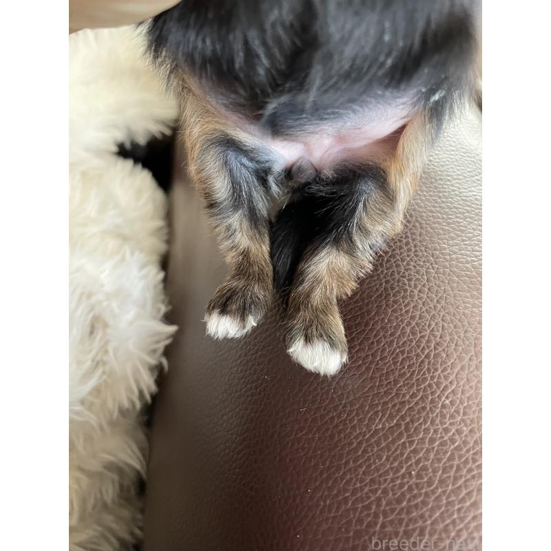 販売中の静岡県のマルキー:マルチーズ×ヨークシャーテリア-425193の3枚目