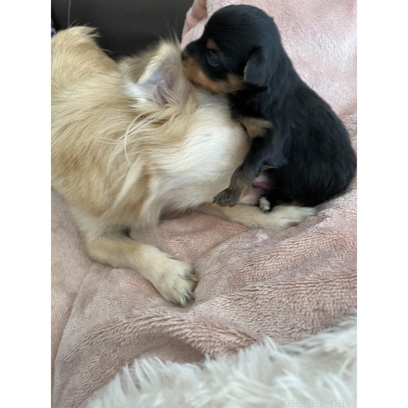 販売中の静岡県のマルキー:マルチーズ×ヨークシャーテリア-425193の2枚目