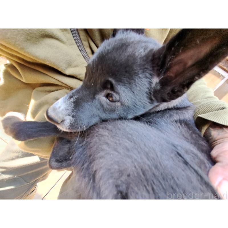 販売中の千葉県のミックス犬-419552の12枚目