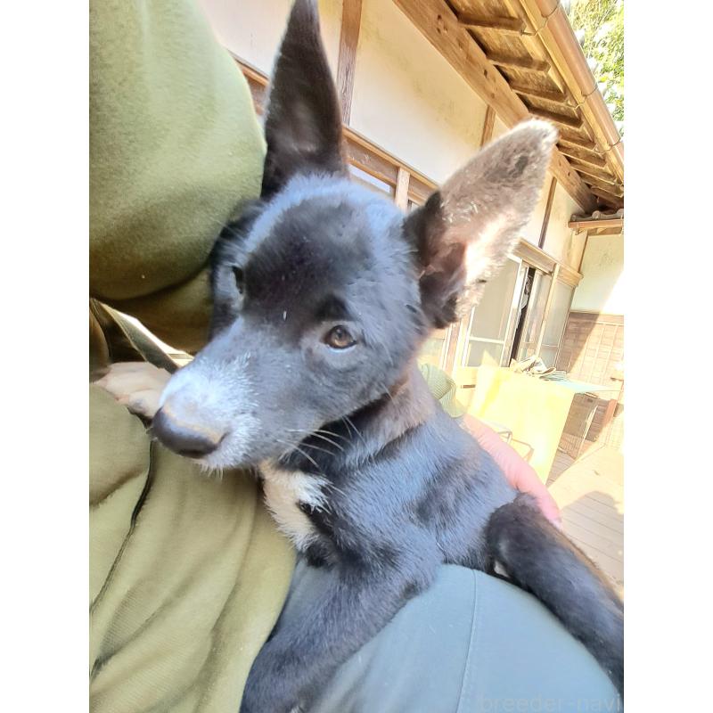 販売中の千葉県のミックス犬-419552の11枚目