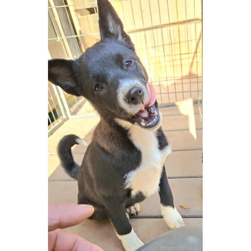 販売中の千葉県のミックス犬-419552の9枚目