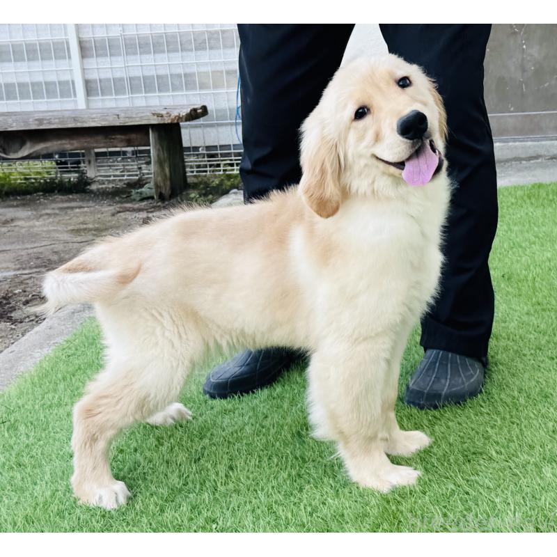 販売中の徳島県のゴールデンレトリーバー-418218の4枚目