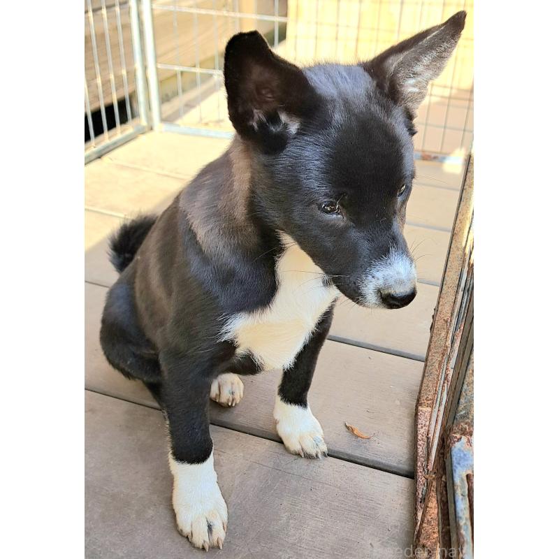 販売中の千葉県のミックス犬-419552の8枚目