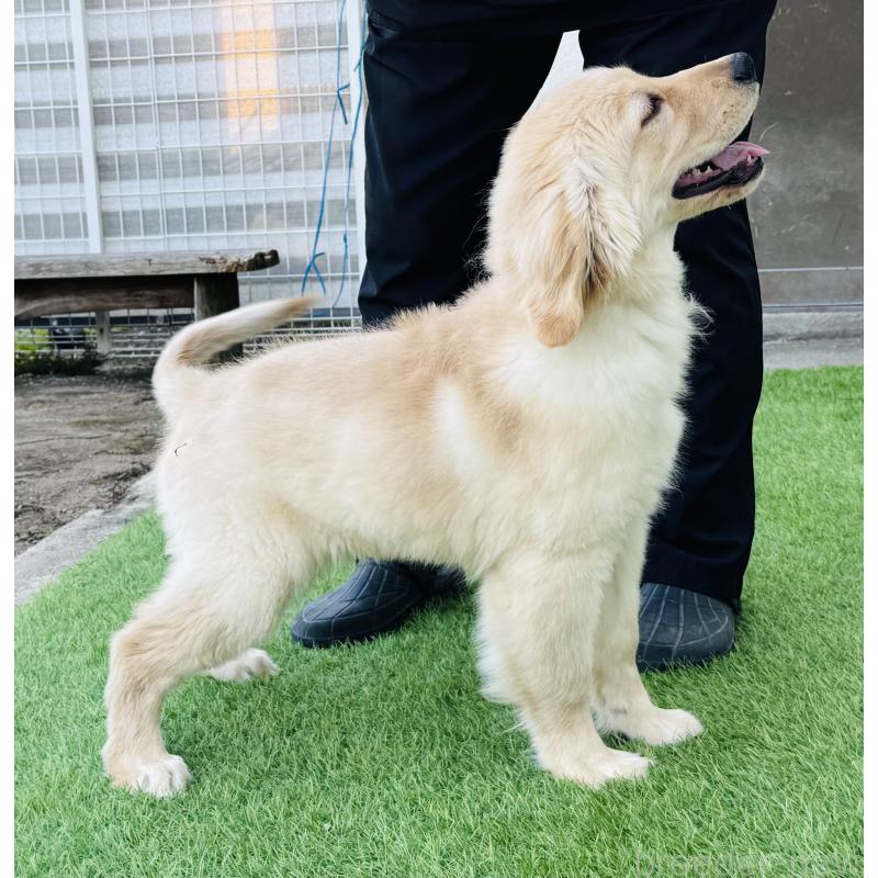 販売中の徳島県のゴールデンレトリーバー-418218の3枚目