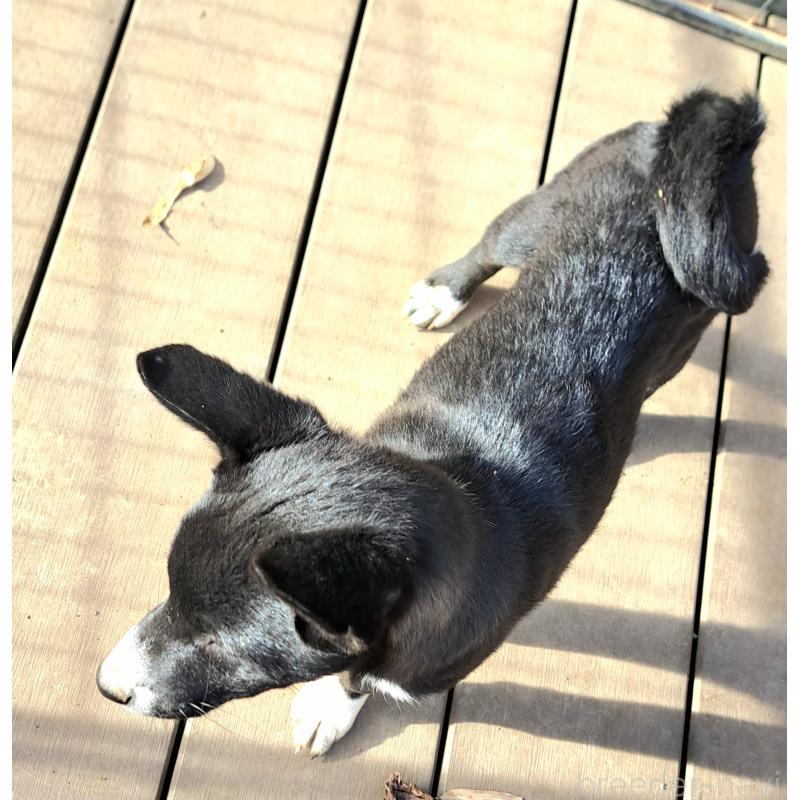 販売中の千葉県のミックス犬-419552の5枚目