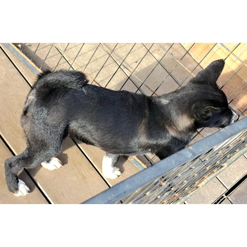 販売中の千葉県のミックス犬-419552の4枚目